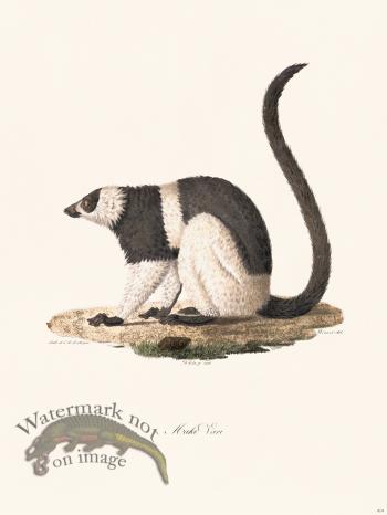 Cuvier 414 Maki Vari